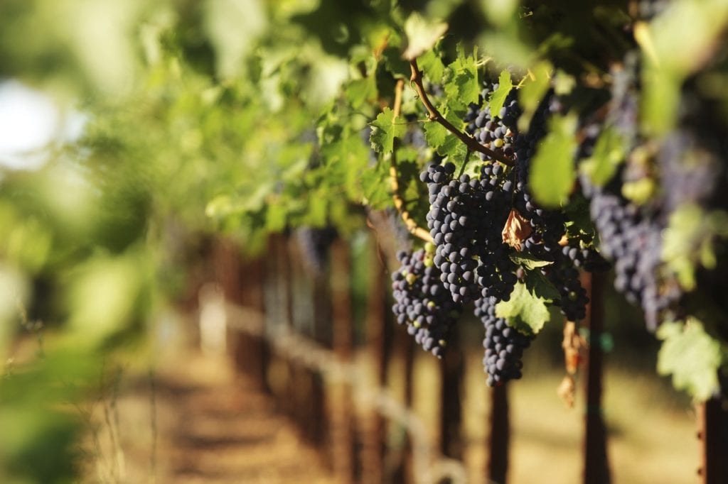 Berries for Wines in Loudoun County